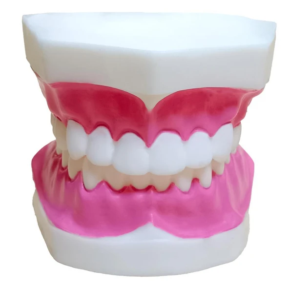 DİŞ MODELİ (FIRÇASIZ) ürün görseli