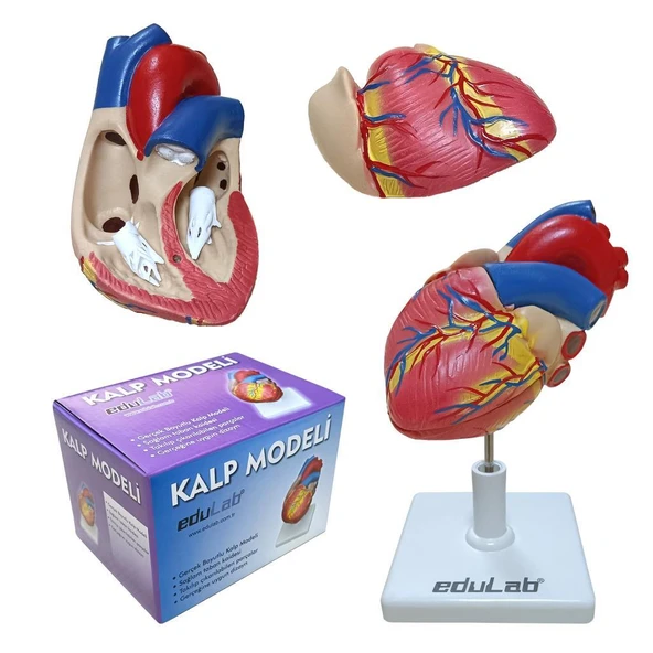 KALP MODELİ ürün görseli