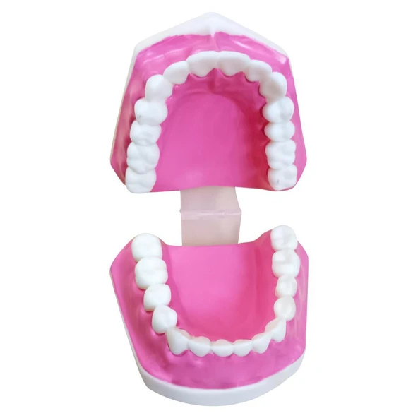 DİŞ MODELİ (FIRÇASIZ) - Resim 2