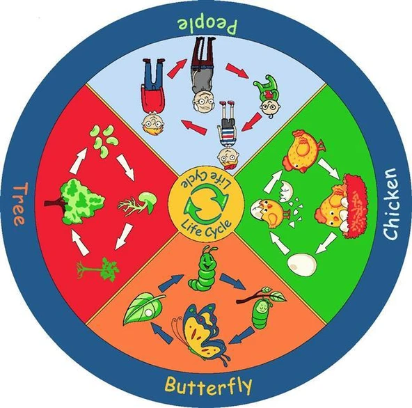 YAŞAM DÖNGÜSÜ ÇOCUK HALISI 200 CM ürün görseli