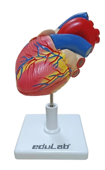 KALP MODELİ - Resim 2