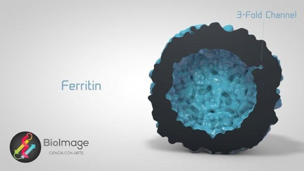 Ferritin - Hücresel Demir Deposu Plastik Aparat