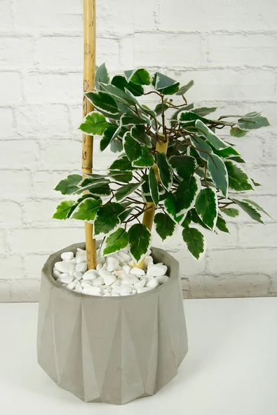 Yapay Çiçek Dekoratif Beton Saksıda Starlight Benjamin Ağacı Bambu Gövdeli Salon Ev Bitki 105 Cm - 2