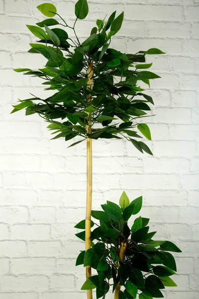 Yapay Çiçek Dekoratif Beton Saksıda Starlight Benjamin Ağacı Bambu Gövdeli Salon Ev Bitki 105 Cm - 8