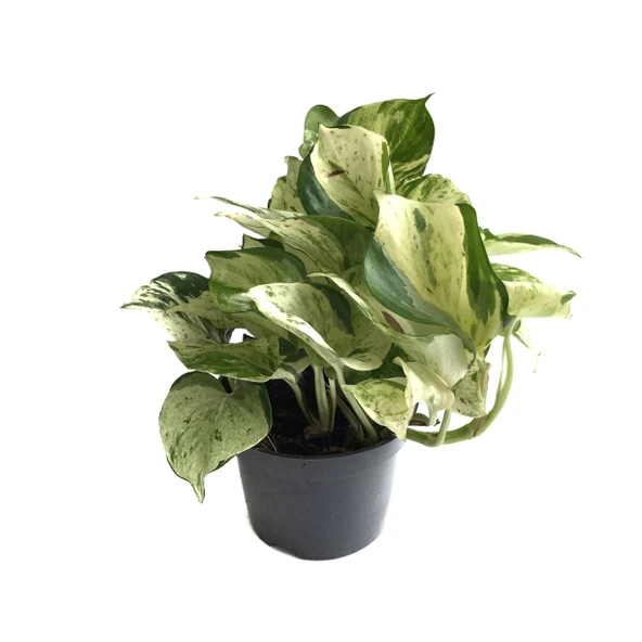 Epipremnum 'Marble Queen' (Salon Sarmaşığı) ürün görseli