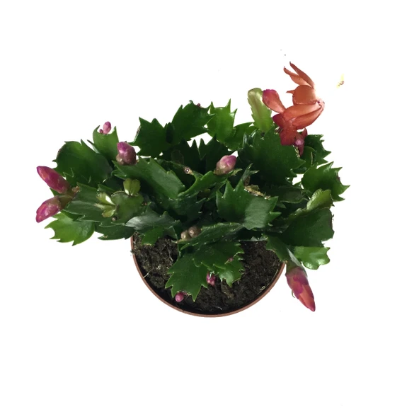 Schlumbergera 'Red' (Yılbaşı Çiçeği) - Resim 2