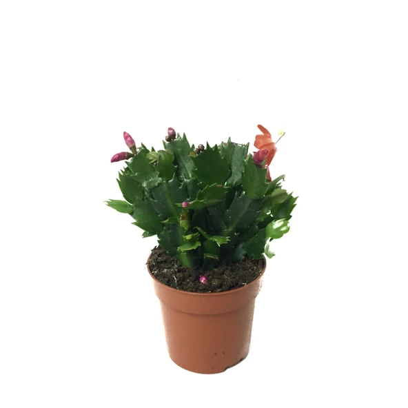 Schlumbergera 'Red' (Yılbaşı Çiçeği) ürün görseli