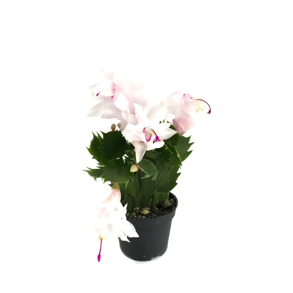 Schlumbergera 'White' (Yılbaşı Çiçeği) ürün görseli