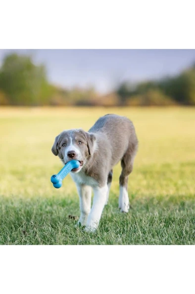 KONG Puppy Activity Yavru Köpekler için ÇokAmaçlı Aktivite Oyuncağı M - Resim 6