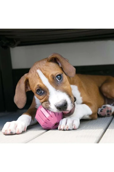 KONG Puppy Activity Yavru Köpekler için ÇokAmaçlı Aktivite Oyuncağı M - Resim 8