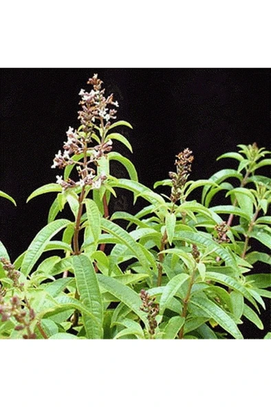 Kokulu Limon Otu Melisa Fidanı 10-20 cm ürün görseli