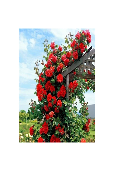 10 Adet Saksıda Kırmızı Gül Fidanı Kokulu Yediveren Sarmaşık 10-20 cm - Resim 3