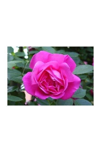 Ispartadan Gül Fidanı Pembe 5 Adet 10-20 cm ürün görseli