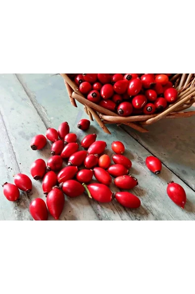 Dikensiz Yediveren Kuşburnu Fidanı 10-20 cm - Resim 3