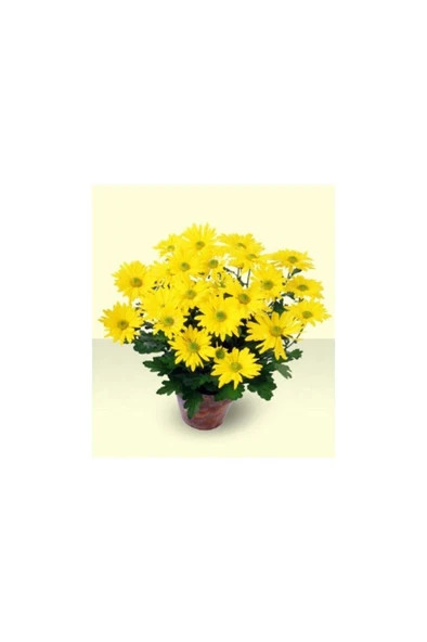 Bodur Kasımpatı Krizantem Chrysanthemum Sarı 10-20 cm ürün görseli