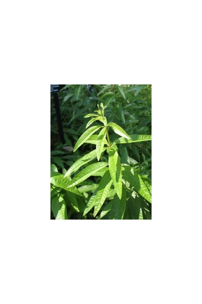 Melisa Limon Otu Aloysia Triphylla Fidanı 10-20 cm ürün görseli