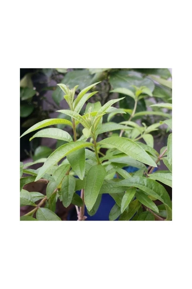 Keskin Kokulu Limon Otu Melisa Fidanı 10-20 cm ürün görseli