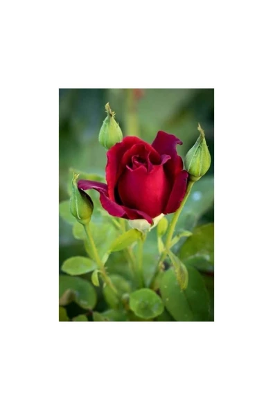 1 Adet Gül Fidanı 1 Adet Pepino Fidanı 2 Li Set 10-20 cm ürün görseli