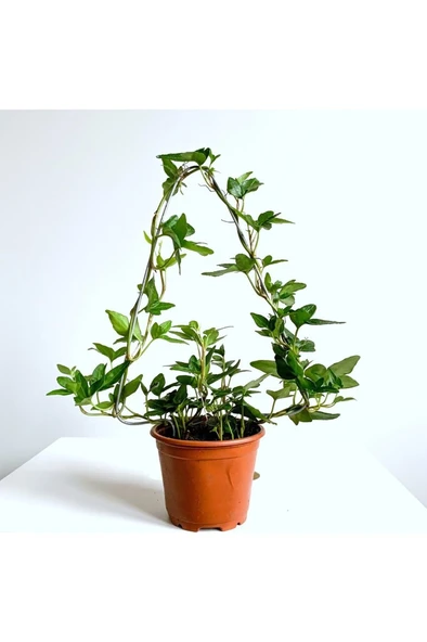 Hedera Helix Sarmaşık Bitkisi Fidanı 10-20 cm ürün görseli 1