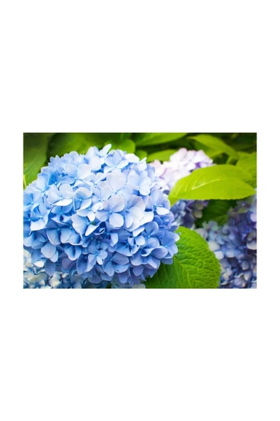 Ortanca Hydrangea Macrophylla Mavi 10- 20 cm - Resim 3