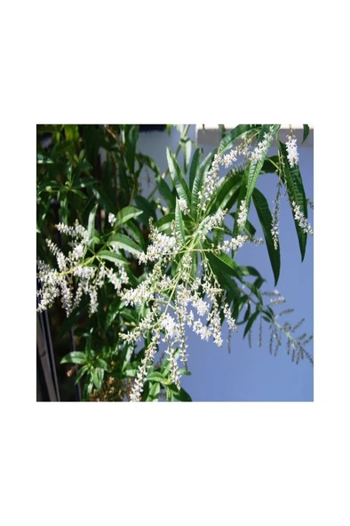 Keskin Kokulu Limon Otu Melisa Fidanı 10-20 cm - Resim 2