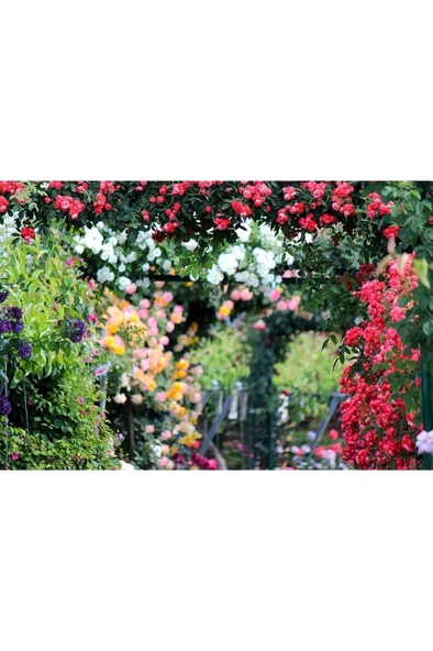 Saksıda Sarmaşık Gül Fidanı Rosa Rampicanti 4 Adet 10-20 cm - Resim 5