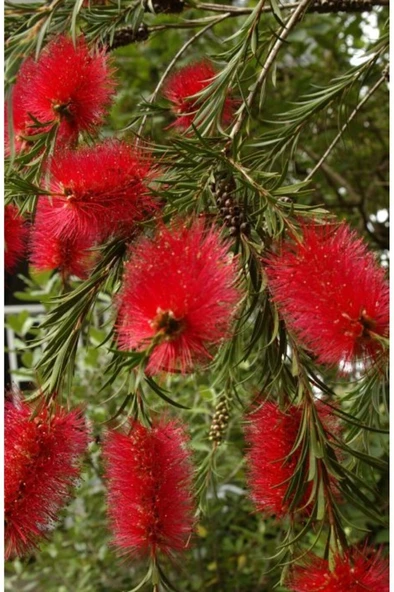 Fırça Çalısı Bitkisi Fidanı 30-60 cm - Resim 4