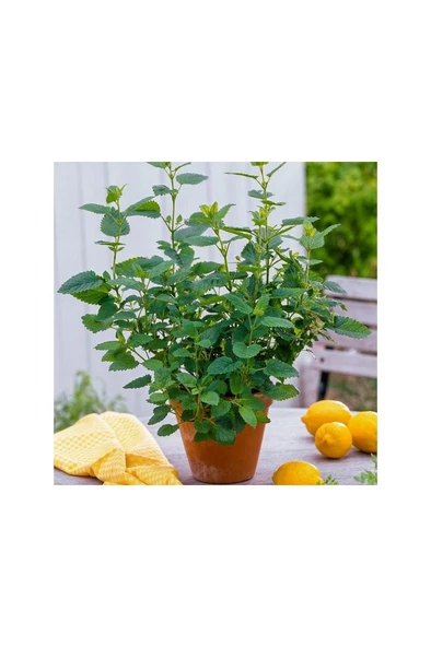 Melissa Limon Otu Oğul Otu 10-20 cm ürün görseli