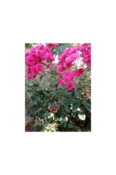 1 Adet Gül Fidanı 1 Adet Pepino Fidanı 2 Li Set 10-20 cm - Resim 2