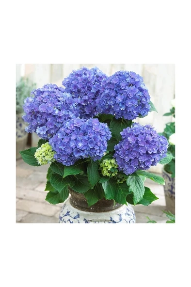 Ortanca Hydrangea Macrophylla Mavi 10- 20 cm ürün görseli