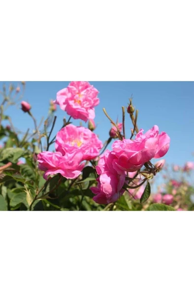 10 Adet Sarmaşık Gül Fidanı Isparta Gülü Rosa Rampicanti 10-20 cm - Resim 4