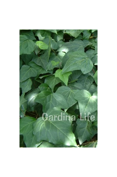 Duvar Sarmaşığı Fidanı ( Hedera Helix ) 10-20 cm - Resim 3
