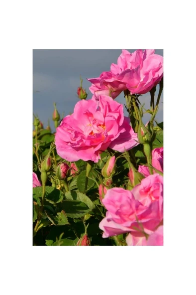 Saksıda Sarmaşık Gül Fidanı Rosa Rampicanti 4 Adet 10-20 cm - Resim 2