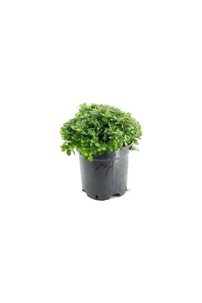 Bodur Kasımpatı Krizantem Chrysanthemum Sarı 10-20 cm - Resim 3