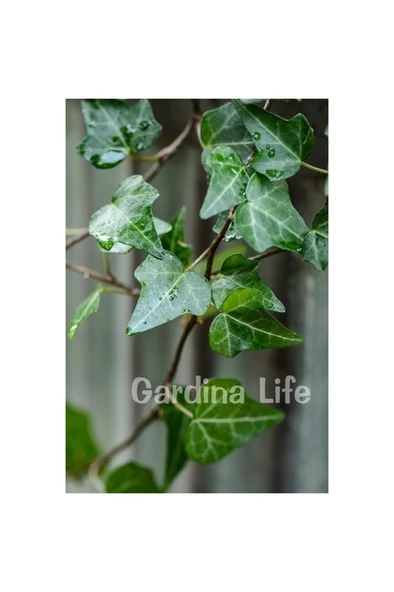 Duvar Sarmaşığı Fidanı ( Hedera Helix ) 10-20 cm - Resim 4