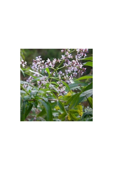 Limon Kokulu Aloysia Triphylla Limon Otu Çiçeği Fidanı 10-20 cm ürün görseli