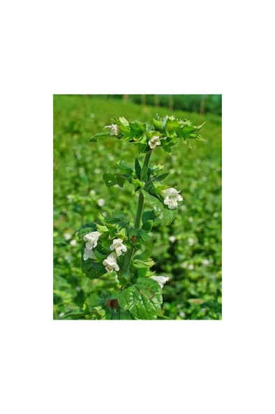 2 Adet Limon Otu Melisa Çiçeği Fidanı 10-20 cm ürün görseli