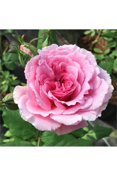 7 Adet Sarmaşık Isparta Gülü Rosa Rampicanti 10-20 cm - Resim 4