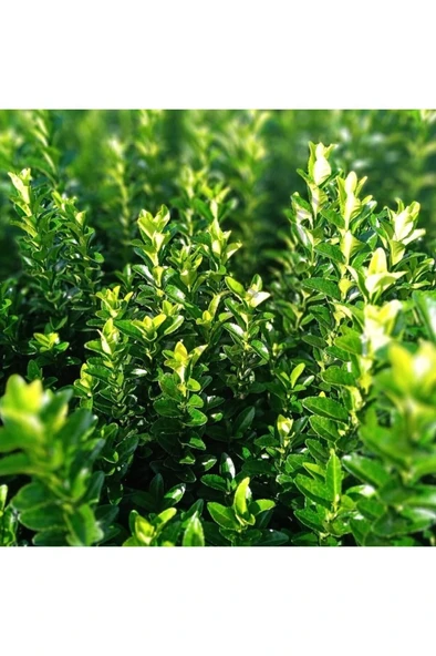 Yeşil Taflan Fidanı - Çit Bitkisi ( Tüplü \ 20-30 Cm ) ürün görseli