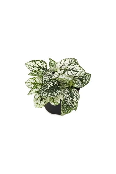 Çilli Yaprak Güzeli Çiçeği 3 Adet Hostes Çiçeği Hypoestes 10-20 cm - Resim 4