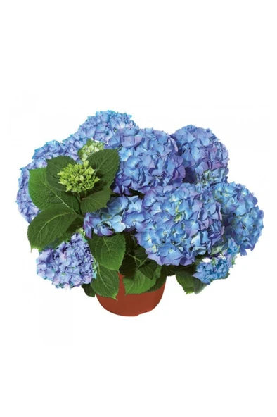 Mavi Ortanca Fidanı Fidesi 10 - 30 cm Hydrangea Macrophylla - Resim 5