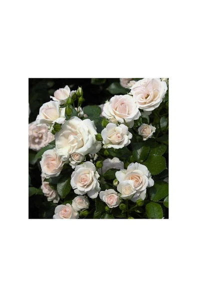 Beyaz Yediveren Gül Fidanı 1 Adet 10-20 cm - Resim 3