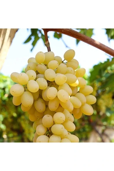 Sultani Çekirdeksiz Üzüm Fidanı 10-20 cm ürün görseli