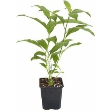 Gece Sefası Limon Çiçeği Melisa 3 Adet 10-20 cm - Resim 3