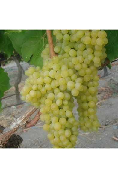 Çekirdeksiz Tüplü Sarı Yeşil Thomson Üzüm Fidanı 10-20 cm ürün görseli
