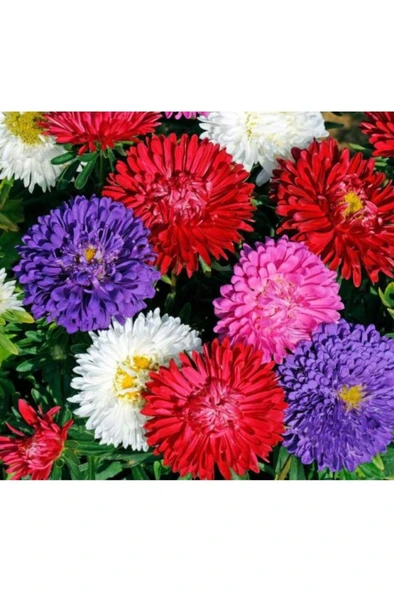 Kasımpatı Fidanı Karışık Renk 2'li Set 10 - 20 cm ürün görseli