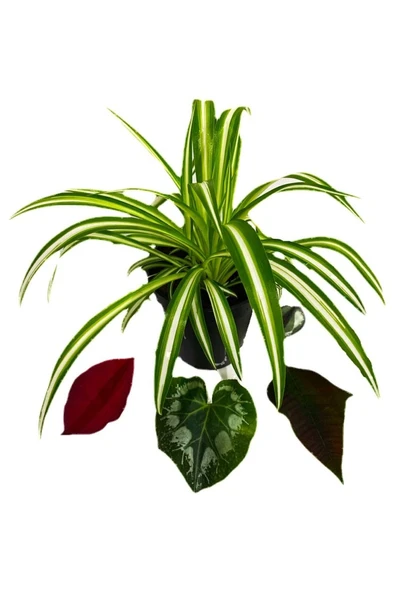 Kurdele Çiçeği Fidanı Chlorophytum Comosum 10-20 cm ürün görseli