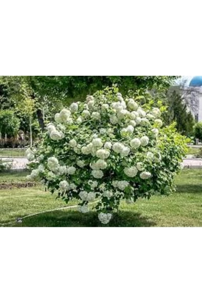 Kartopu Çiçeği Fidanı 30-60 cm - Resim 2