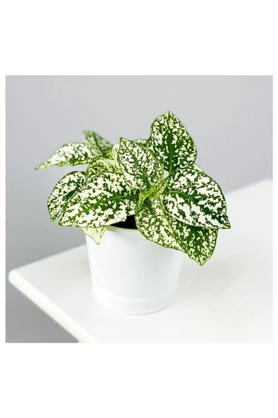 Hostes Çiçeği Hypoestes Çilli Yaprak Çiçeği Beyaz 10-20 cm ürün görseli