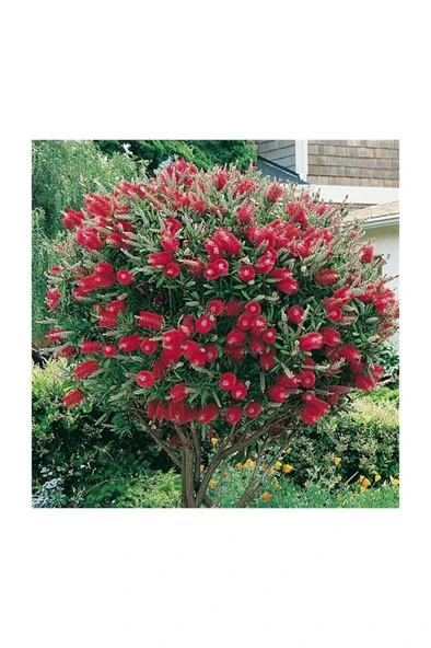 Kırmızı Fırça Çalısı Fidanı 30-60 cm - Resim 2